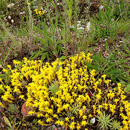 Biodiverse microhabitat