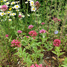 Biodiversity on green roofs